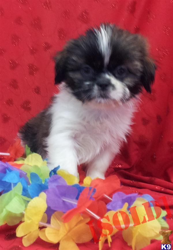 ZOEY Adorable Shih-tzu