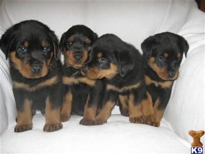 ROTTWEILER PUPPIES