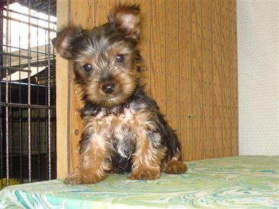 CKC registered Male YorkieMark