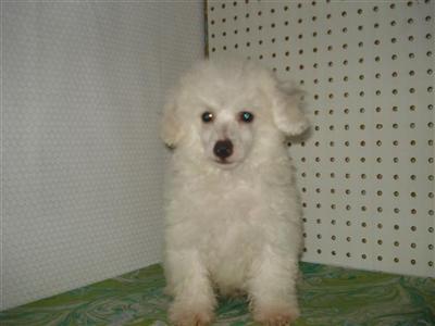 CKC registered Toy PoodleJoe Don
