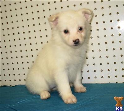 CKC Reg. Female Mini American EskimoChloe