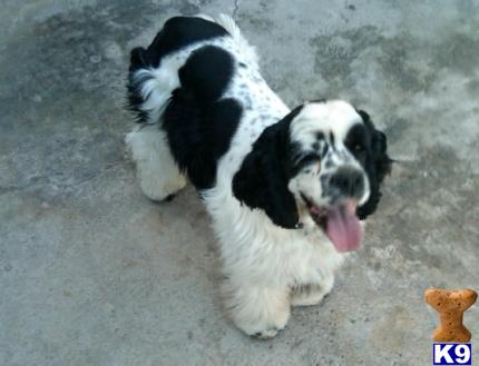 Duke