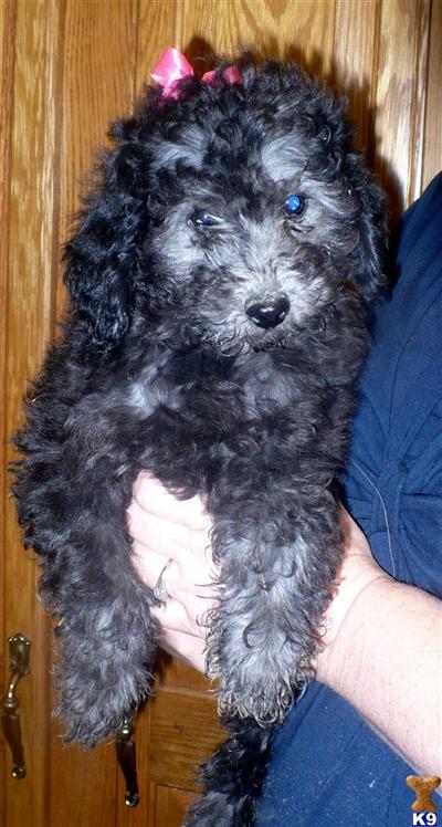 MINI MULTIGENERATION LABRADOODLE PUPPIES
