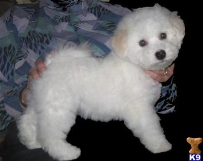 BEAUTIFUL, HEALTHY, LOVABLE BICHON PUPS TO NEW HOMES IN DECEMBER