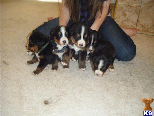 Beautiful Berner Puppies, Champion in History, great coloring.