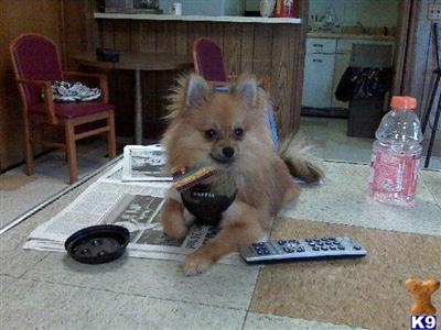 Brody