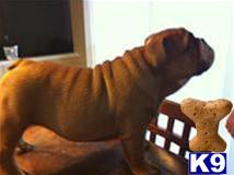 Gorgeous Red Bulldog