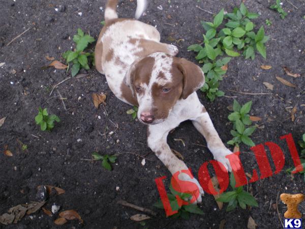 catahoula puppies for sale florida document moved catahoula puppies for sale florida document moved