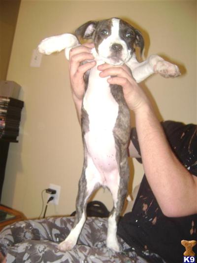 14 WEEK OLD PITBULL PUPPY