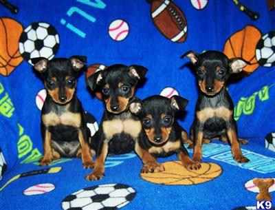 AKC registrable Miniature pinscher puppies for sale 