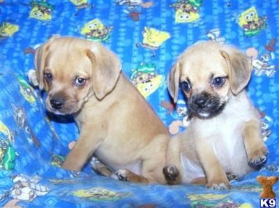 Puggle puppies for sale 