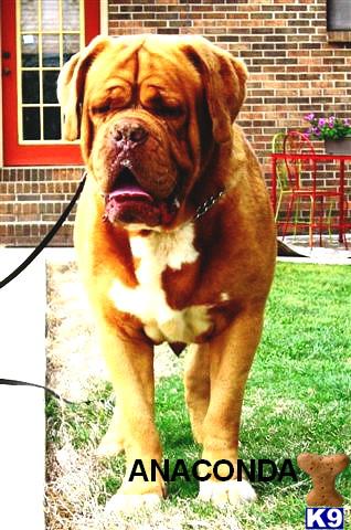 Champion Anaconda son of Razz