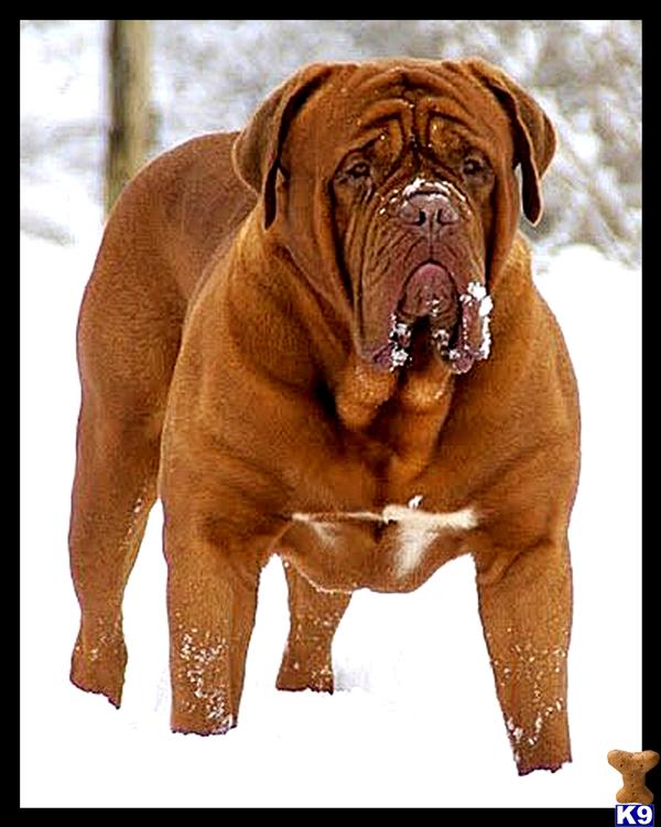 SPANISH IMPORT VODOO AT STUD