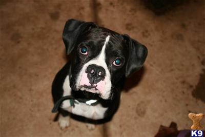 AKC Purebred Reverse Brindle Boxer