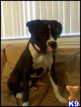 AKC Purebred Reverse Brindle Boxer