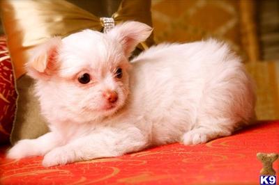 Super Tiny Chihuahua Puppies