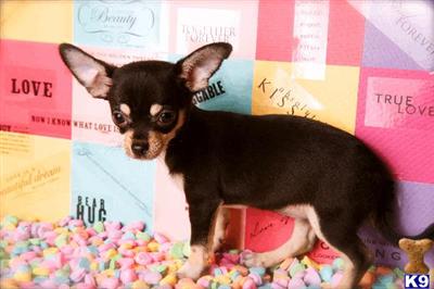 Champion Sired Chihuahua Puppies