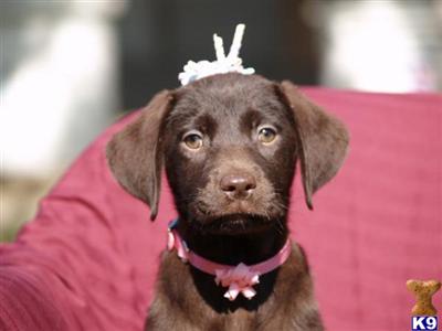 Beautiful Chocolate female Sadie