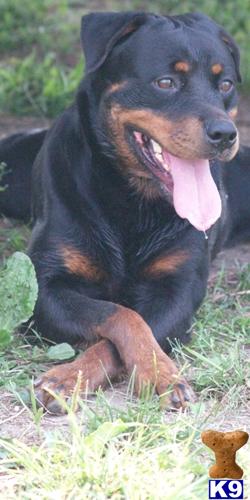 AKC Rottweiler
