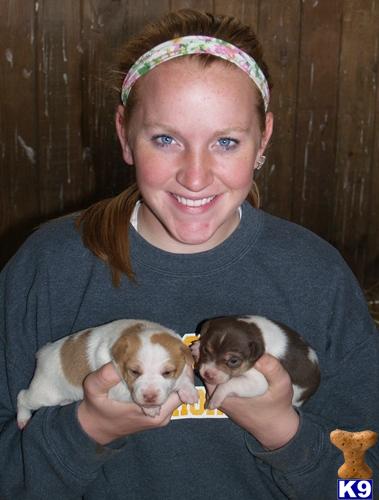 CKC Jack Russell Terriers