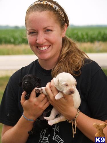 Farm Raised AKC Black Lab Puppies
