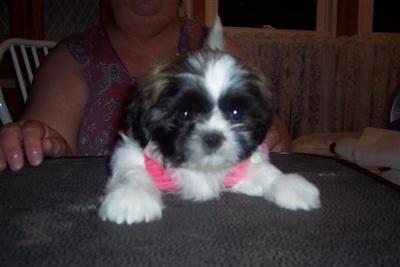 Hi Paws Shih Tzu