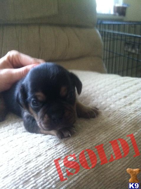 2 Adorable 2nd generation Puggle Puppies left