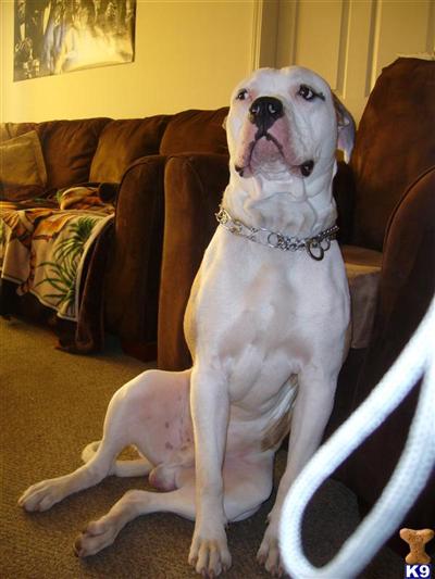 Roscoe Jenkins