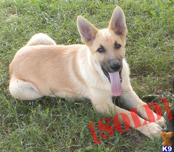 golden german shepherd puppies for sale golden shepherd puppies for sale breeds picture golden german shepherd puppies for sale golden shepherd puppies for sale breeds picture