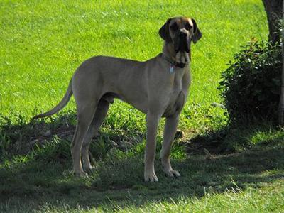 Peytons Great Golden Boy