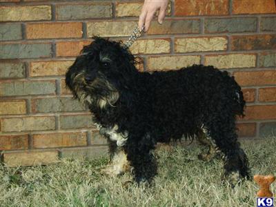 Phanton Cockapoo