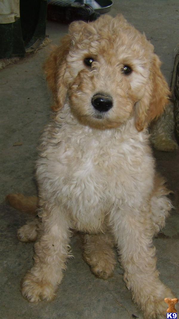 F3 Goldendoodles