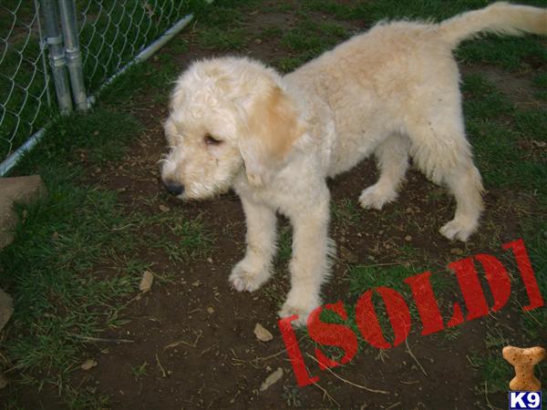 F1b cream female