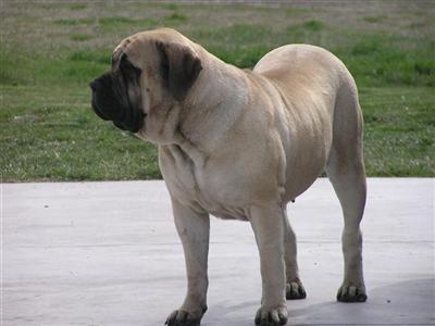Sundance English Mastiff