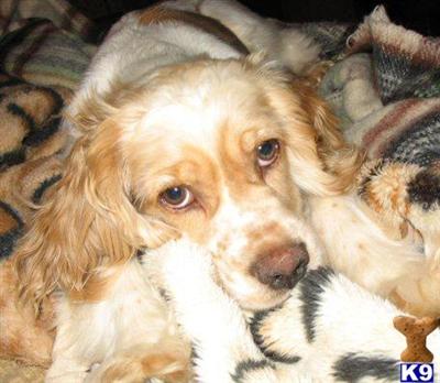 Upcoming Litter ~ Jan09 PetQuality AKC Cocker Spaniels
