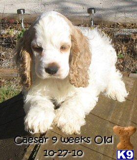 1 Buff and White Particolor Male Cocker Spaniel left
