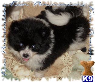 Purebred Black Parti Male Pomeranian