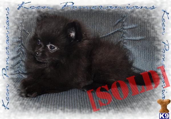 Mitzy - Small Beautiful Girl ~On Hold~