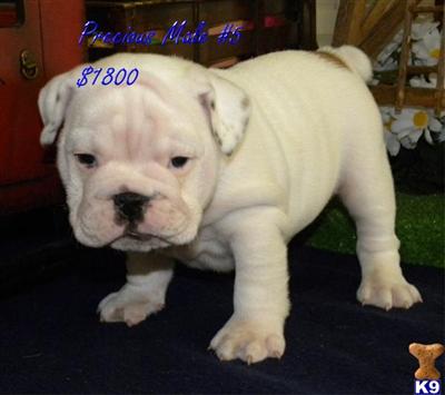 AKC English Bulldog Precious Boy5