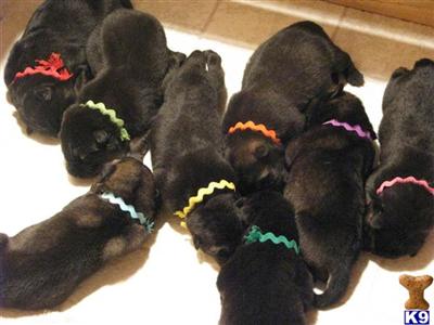 Promising Czech Litter
