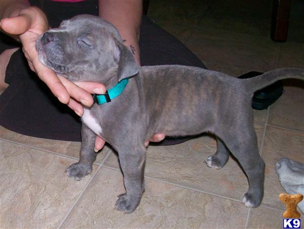 pitbull puppies for sale in arkansas document moved pitbull puppies for sale in arkansas document moved