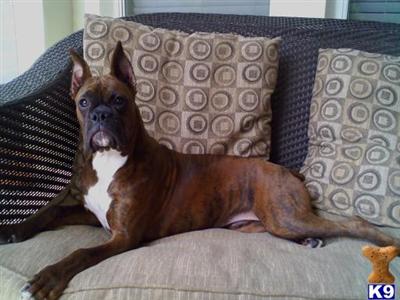 Awesome Mahogany Brindle, Rocco