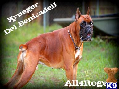 1/2 European Reverse Brindle Male
