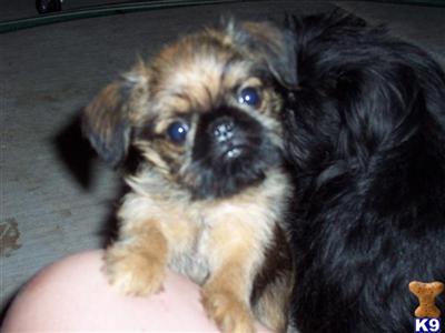 Brussels Griffon Pups owned and raised by professional animal behaviorist and groomer