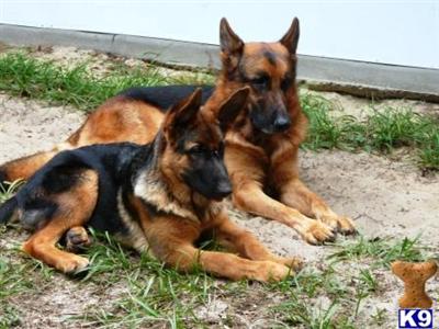 Black  Red Show Quality Puppies