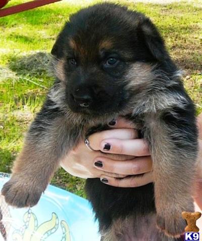 show line Black  Red oustanding pedigree