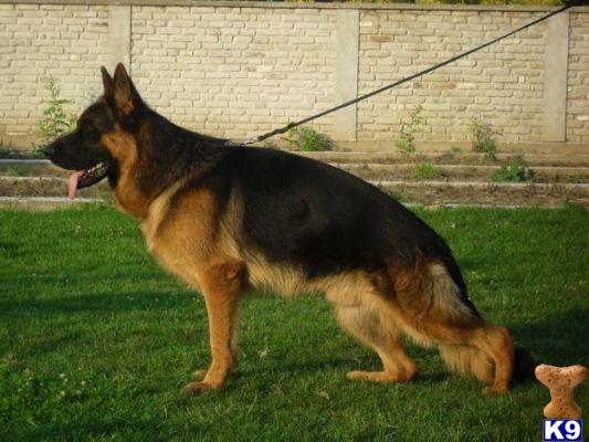  Import Lada Vovs Backa muppet and puppy