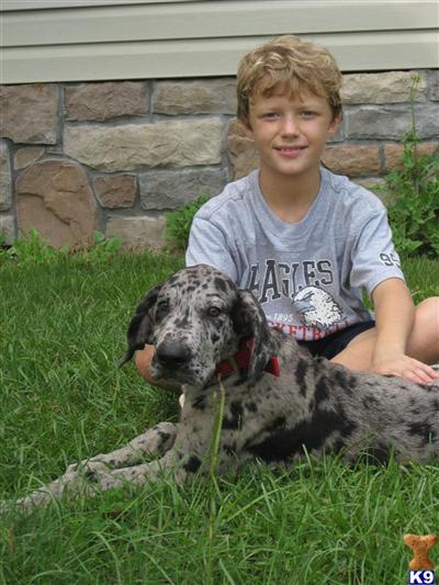 Gorgeous Silver Merle Males