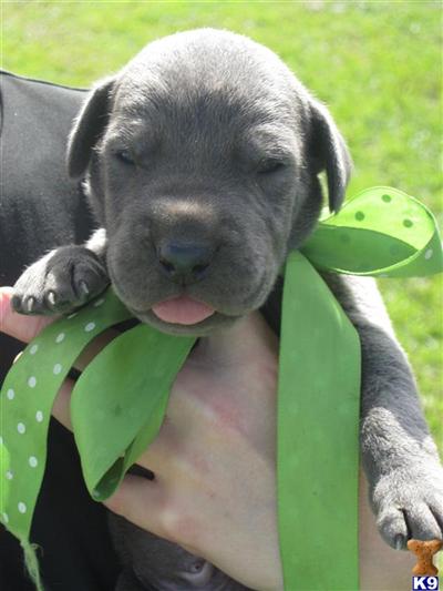 Beautiful Litter of Blues