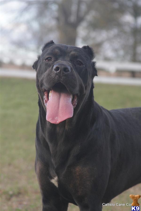 NEED TO PLACE  Gorgeous Cane Corso Female